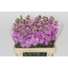 Matthiola Iron Pink