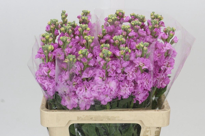 Matthiola Iron Pink