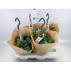 Crassula marnieriana