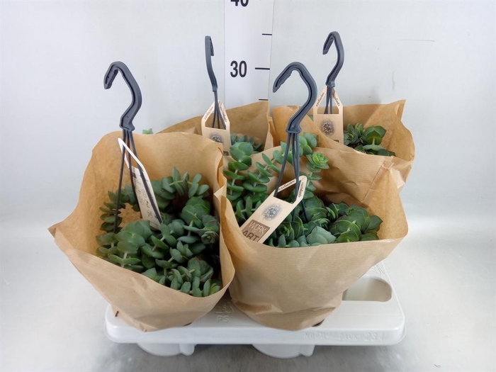 <h4>Crassula marnieriana</h4>