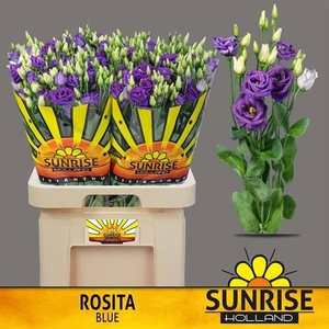 Eustoma gef Rosita Blue
