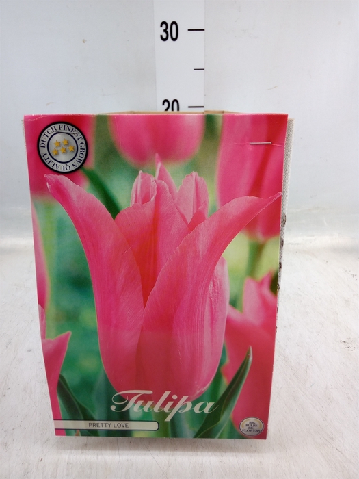 <h4>Tulipa   ...flowerbulbs</h4>