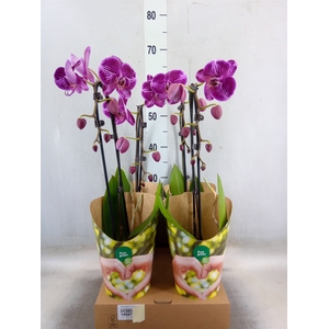 Phalaenopsis  'Fortune Teller'