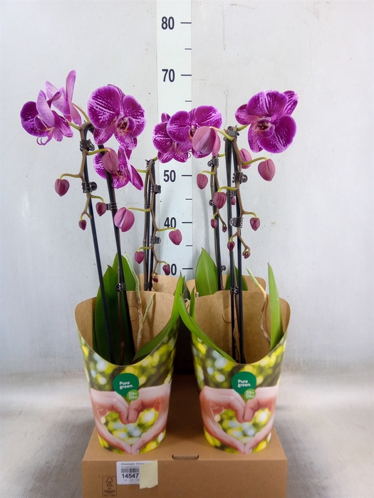 <h4>Phalaenopsis  'Fortune Teller'</h4>