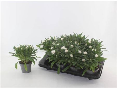 <h4>Xerochrysum White</h4>
