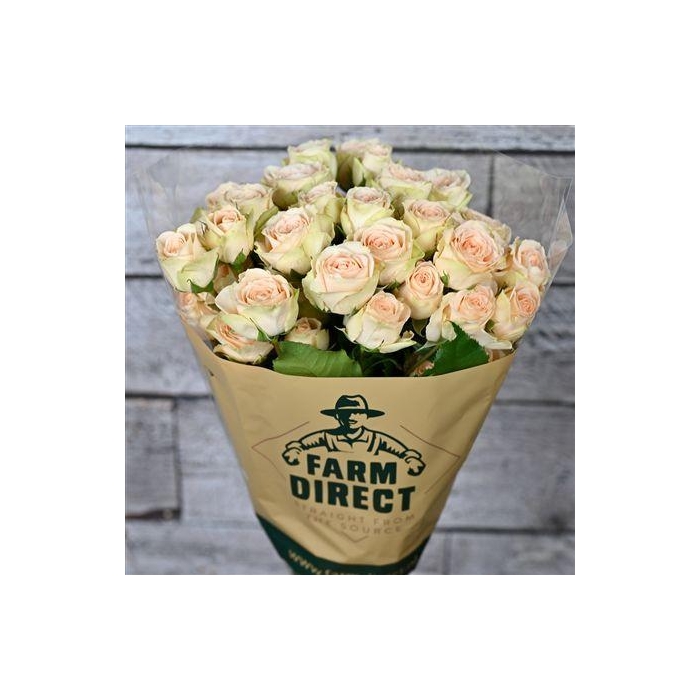 <h4>R Tr Sweet Giselle</h4>