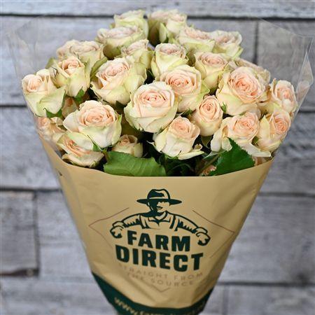 <h4>R Tr Sweet Giselle</h4>