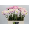 Dahlia Sweet Love