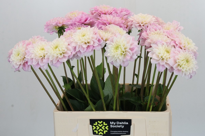 Dahlia Sweet Love