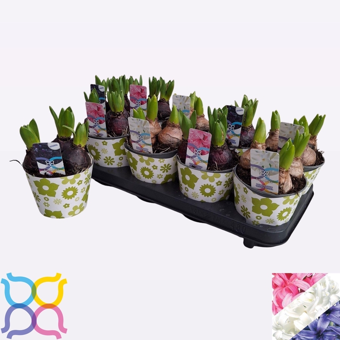 <h4>HYACIN GEM 3 KL</h4>