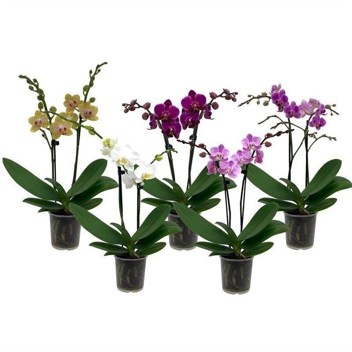 <h4>Phal P09 Mix 2t14+</h4>
