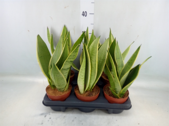 <h4>Sansevieria trifa.   ...</h4>