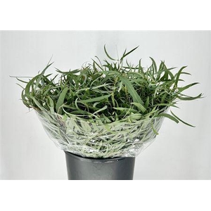 Eucalyptus per bos nicholii