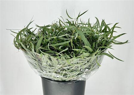<h4>Eucalyptus per bos nicholii</h4>