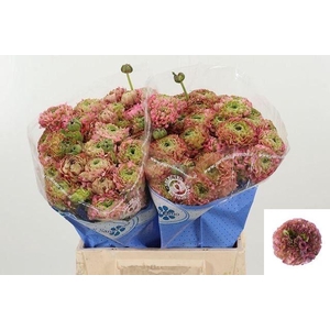 RAN PON PON HERMIONE