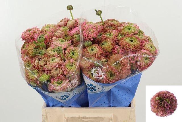 <h4>RAN PON PON HERMIONE</h4>