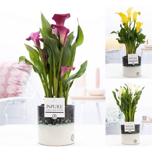 Zantedeschia mix in P&PURE Illusion cer. perfectly imperfectable