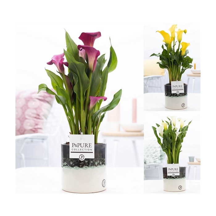<h4>Zantedeschia mix in P&PURE Illusion cer. perfectly imperfectable</h4>