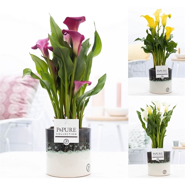 Zantedeschia mix in P&PURE Illusion cer. perfectly imperfectable