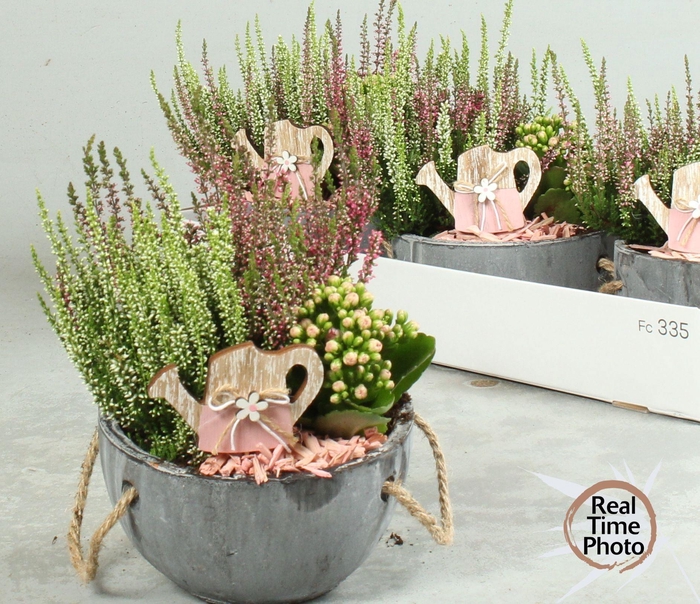 <h4>ARR TUINPLANTEN</h4>