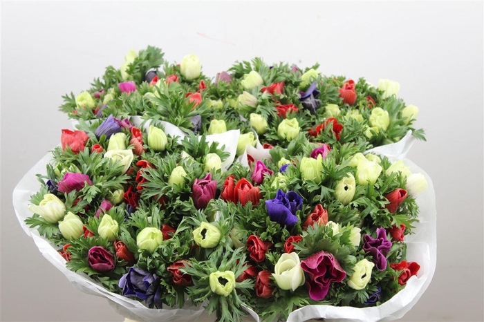 <h4>Anem Marianne Mixed</h4>