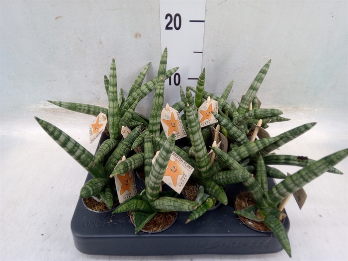 <h4>Sansevieria cyl. 'Boncel'</h4>