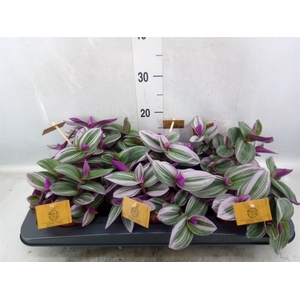 Tradescantia albif. 'Nanouk'