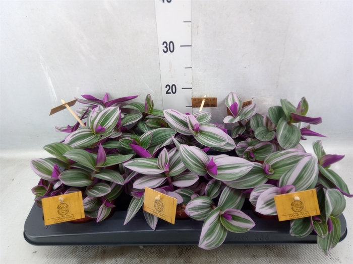 Tradescantia albif. 'Nanouk'