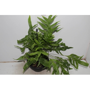SAMAMBAIA JAMAICA C25