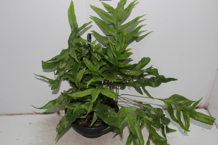 SAMAMBAIA JAMAICA C25