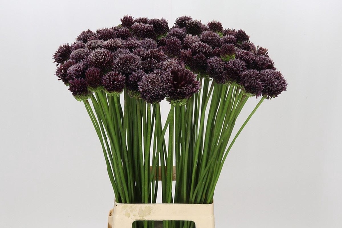 <h4>ALLIUM FORELOCK ALLIUM FORELOCK</h4>