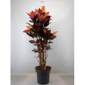 Codiaeum var. KL 'Mrs Iceton'