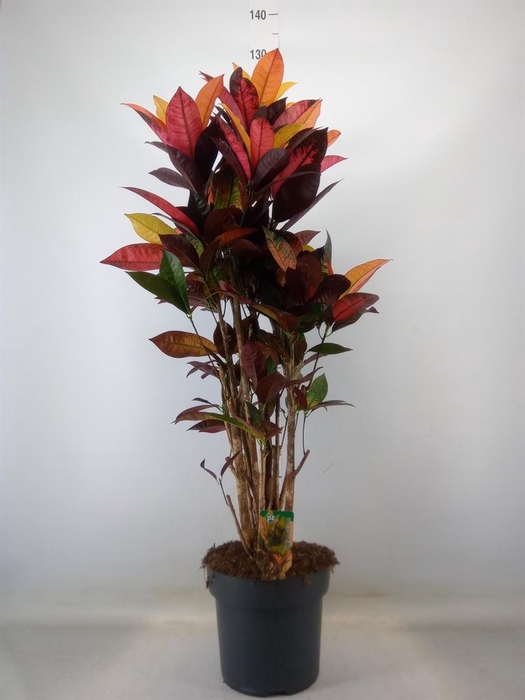 <h4>Codiaeum var. KL 'Mrs Iceton'</h4>