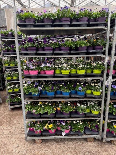 <h4>PERKPL GEM IN POT</h4>