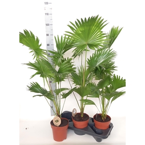 LIVISTONA ROTUNDIFOL