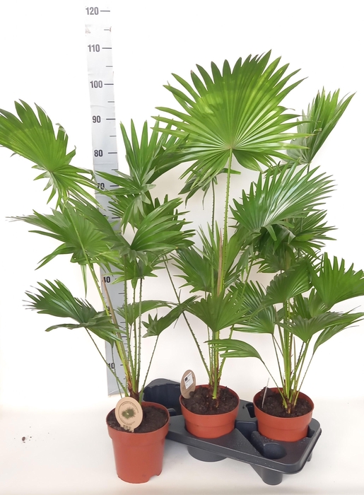 <h4>LIVISTONA ROTUNDIFOL</h4>