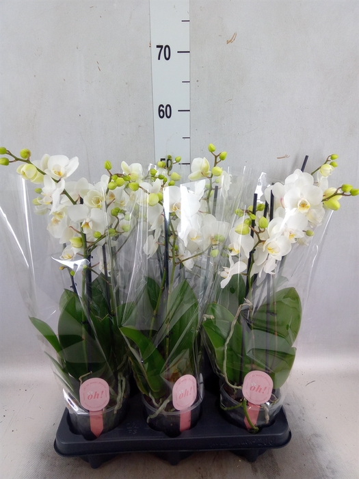 <h4>Phalaenopsis multi.   ...white</h4>