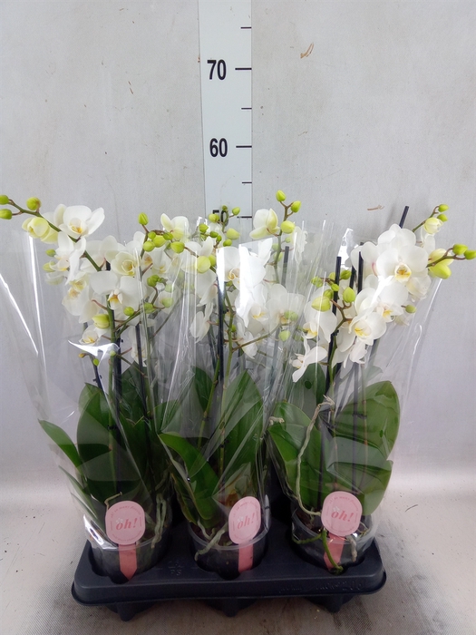 Phalaenopsis multi.   ...white