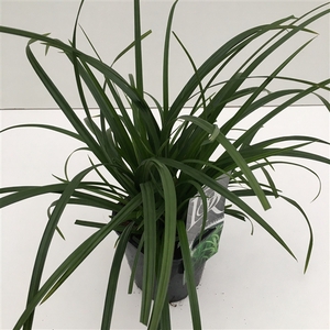 Graminées Carex 'Irisch Green'