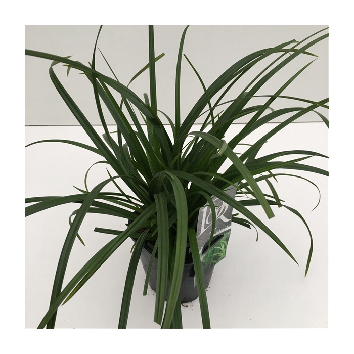 <h4>Carex 'Irisch Green'</h4>