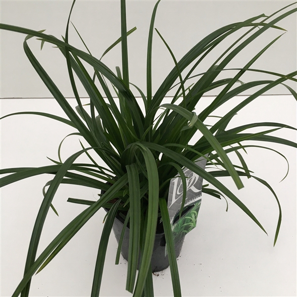 <h4>Carex 'Irisch Green'</h4>