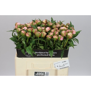 Paeonia Alertie
