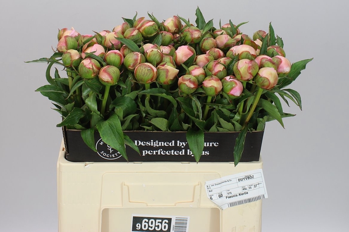 <h4>Paeonia Alertie</h4>