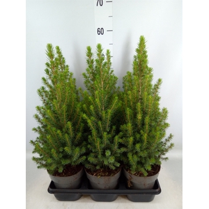 Picea glauca 'Perfecta'