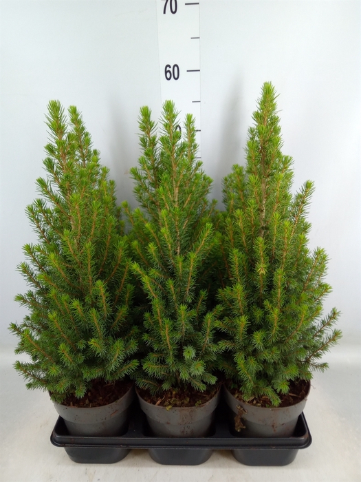 <h4>Picea glauca 'Perfecta'</h4>