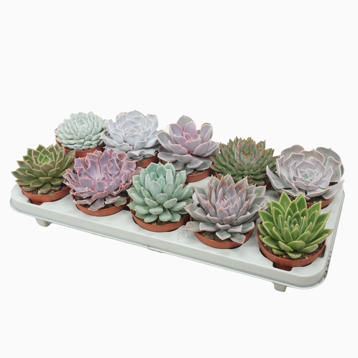 <h4>Echeveria gemengd</h4>