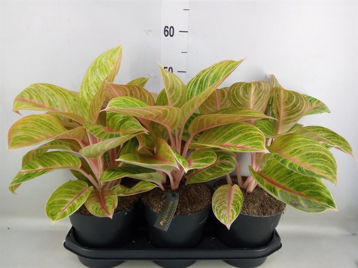 <h4>Aglaonema   ...</h4>