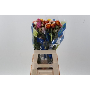 Helichrysum Mix 70cm