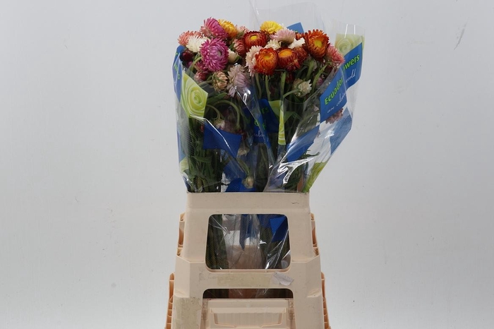 <h4>Helichrysum Mix 70cm</h4>