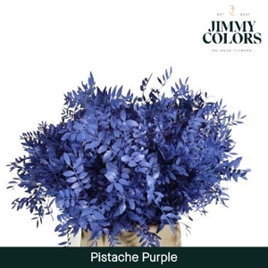 Pistache L45 Purple